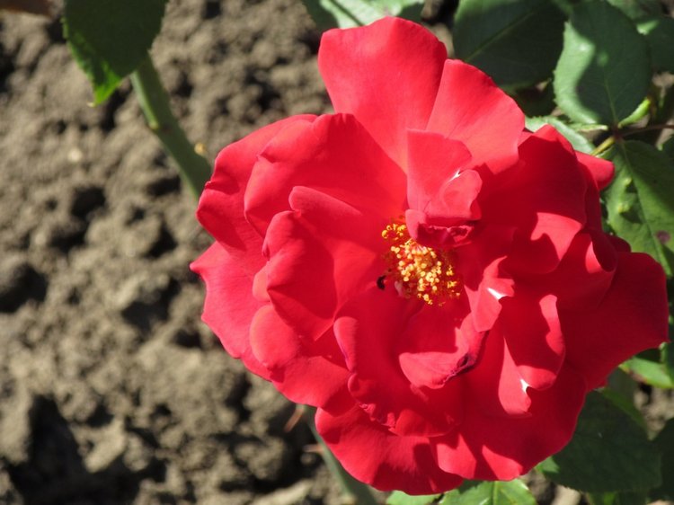 Горячее солнышко Кисловодска