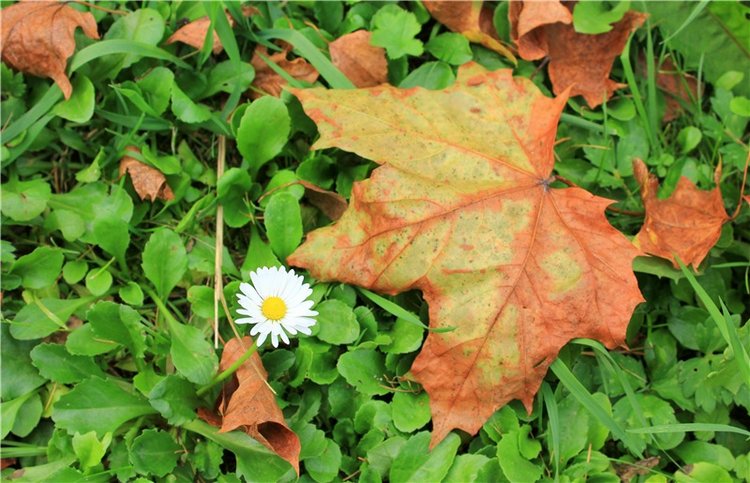 Золотая Осень в Берново с Имани. Mini Imani от Kaye Wiggs (фото 9)