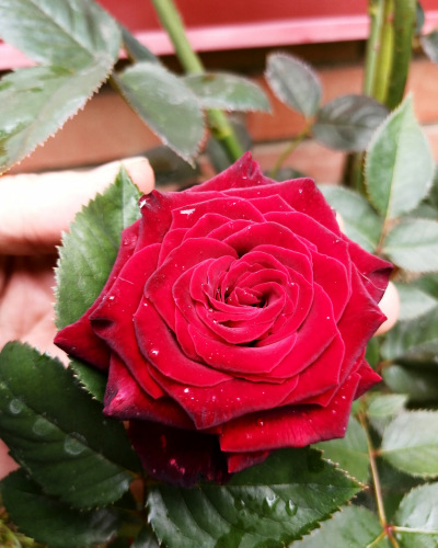 Самая очаровательная Розочка в моём саду | Бэйбики Самая очаровательная Розочка в моём саду (фото 4)