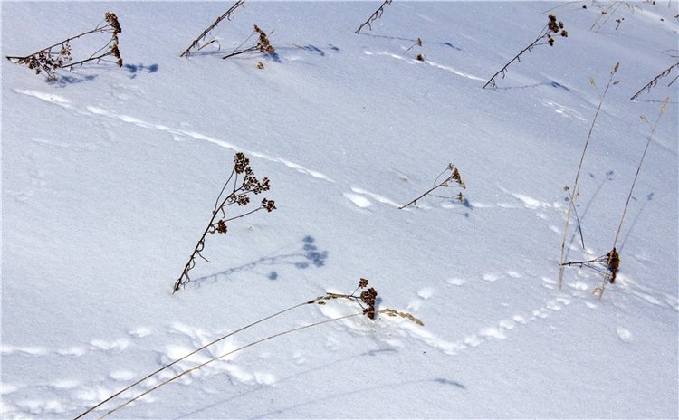 Зимняя прогулка Сони. Уникальная кукла от Сильвии Наттерер