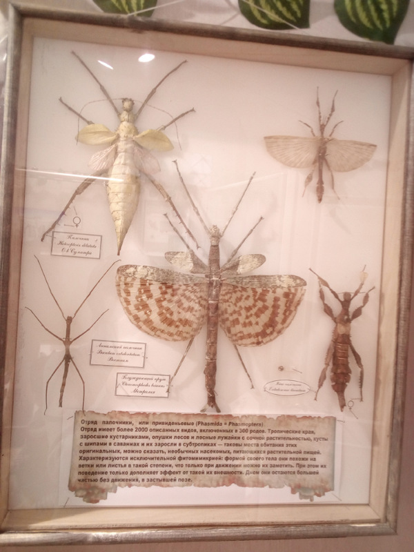 Живые цветы — Болталка и разговоры обо всем: жизнь (фото 9)