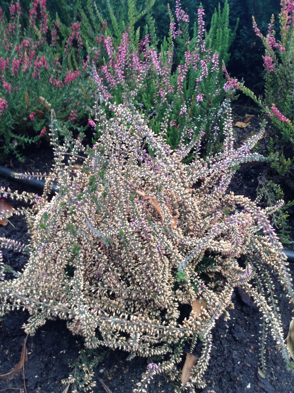 Аптекарский огород сегодня. ч.5. Грибной фестиваль