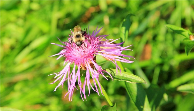 Нийя. Воспоминание об осени, Чукавино, Эко-Лэнд