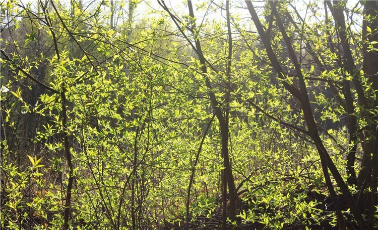 Джиджи на Орше. BJD Gigi от Meadow Dolls