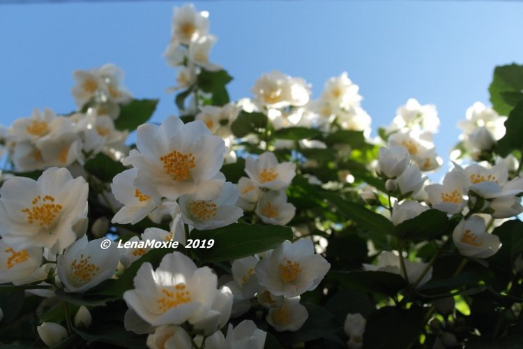 Ангел нашего сада — Куклы Kidz'n'Cats (Соня Хартман): шарнирные 46 см