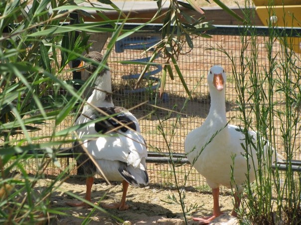 Путешествие на о. Кипр — Туризм и путешествия: фотоотчеты из поездок