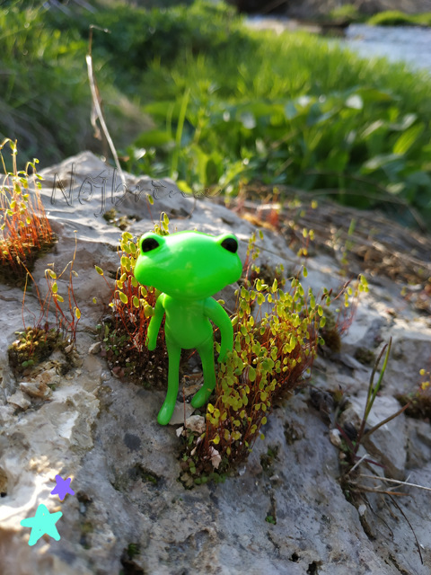 Wonderfrog. Красота в простоте (фото 7)