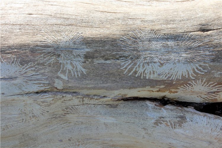 Подарок для Бенни | Бэйбики Подарок для Бенни — Куклы Iplehouse (Иплхаус): BJD (БЖД)