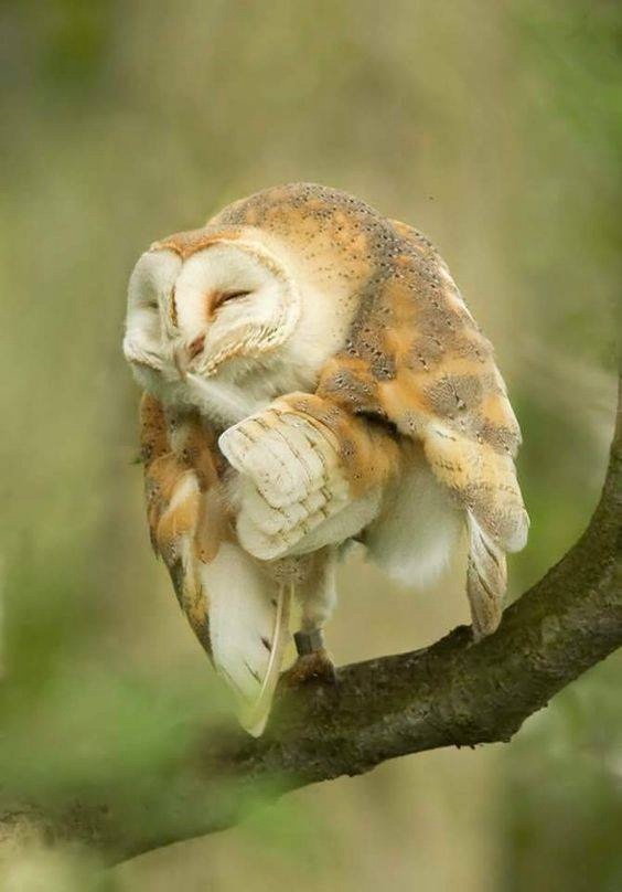 Любительские и профессиональные фотографии Сов (выпуск 2)