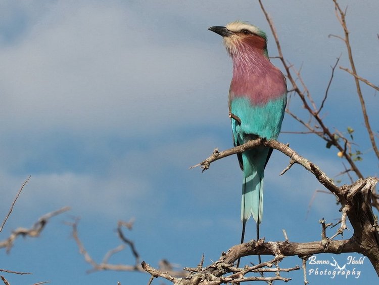 Любителям природы - профессиональные фотографии (выпуск 4)