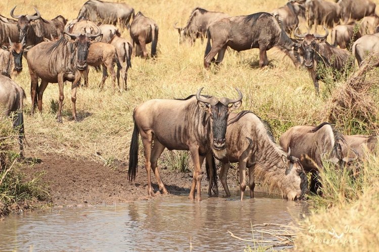 Любителям природы - профессиональные фотографии (выпуск 4)