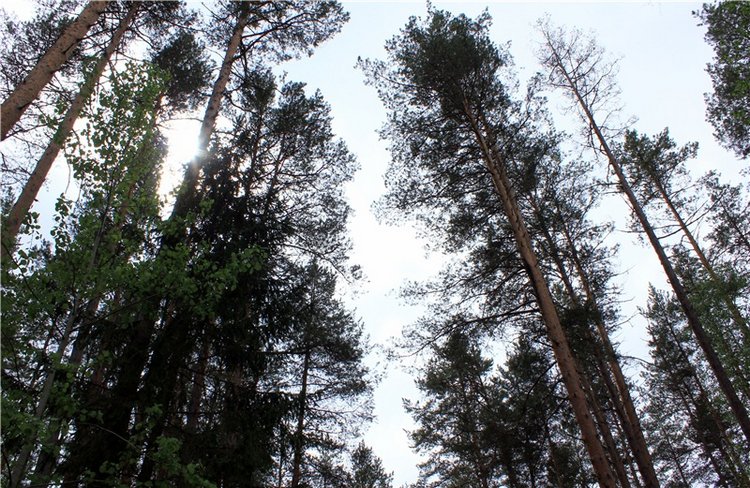 Ландышевый Лес. Twinkles Ella Chocolate (фото 2)