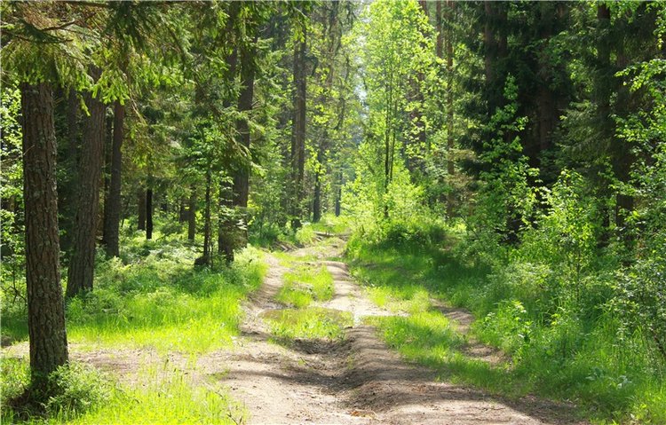 Ландышевый Лес. Twinkles Ella Chocolate