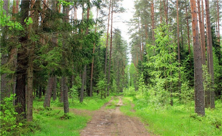 Ландышевый Лес. Twinkles Ella Chocolate