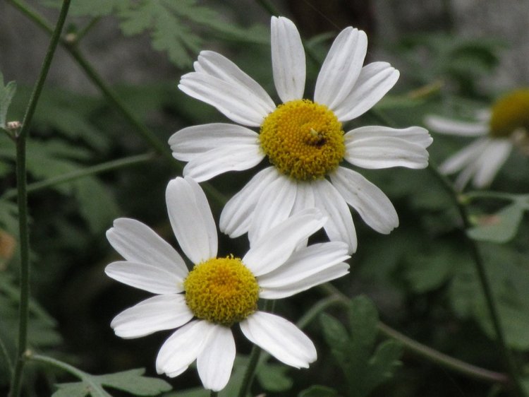 Джилы-Су в тумане — Туризм и путешествия: фотоотчеты из поездок