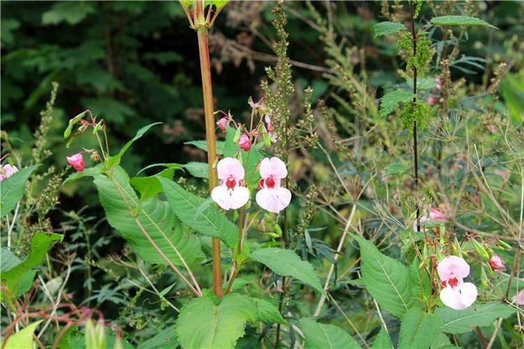 Сентябрьское путешествие в Старицу, четвёртая часть