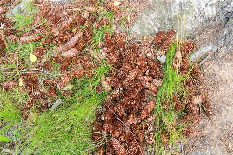 Принцессы в Райке — Куклы