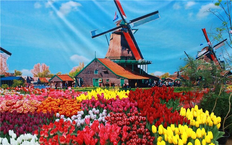 Выставка тюльпанов в Твери