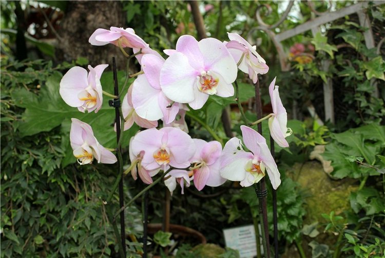 Тверской Ботанический Сад, продолжение | Бэйбики Тверской Ботанический Сад, продолжение