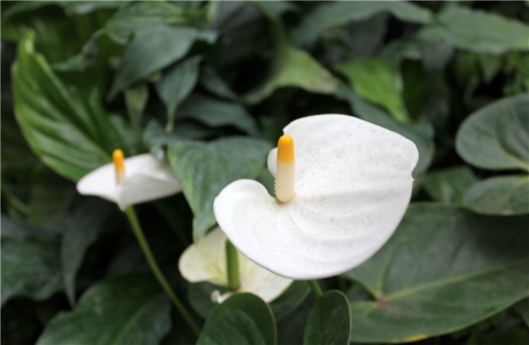 Тверской Ботанический Сад, продолжение | Бэйбики Тверской Ботанический Сад, продолжение