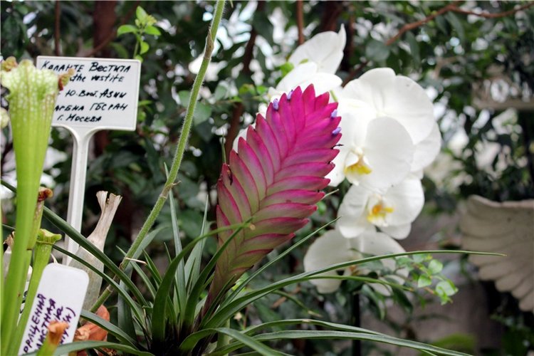 Тверской Ботанический Сад