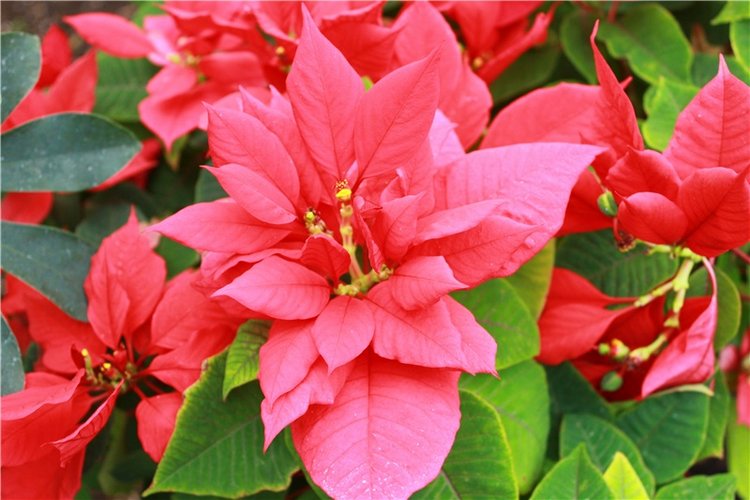 Выставка тюльпанов в Твери, продолжение