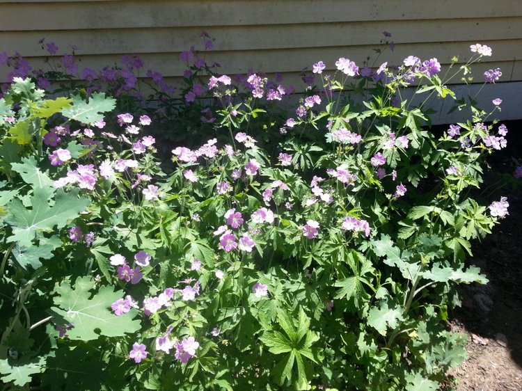 Прокатимся на машине времени? Поселение Старбридж. Новая Англия. 1830 год. Часть третья, заключительная