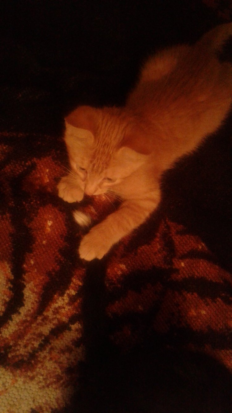 Больше никаких кошек! А котята не считаются | Бэйбики Больше никаких кошек! А котята не считаются (фото 6)