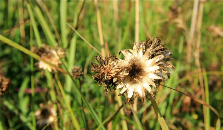 Инопланетянка Нийя. Custom Blythe Doll UFO Go Go Takara