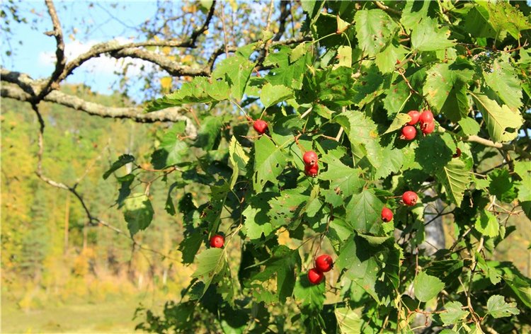 Нийя. Воспоминание об осени, Чукавино, Эко-Лэнд