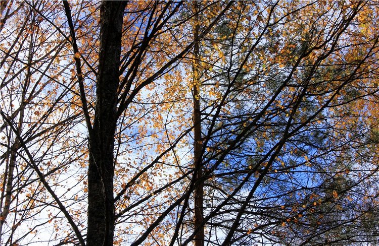 Ромашковый октябрь. Zwergnase Mischa