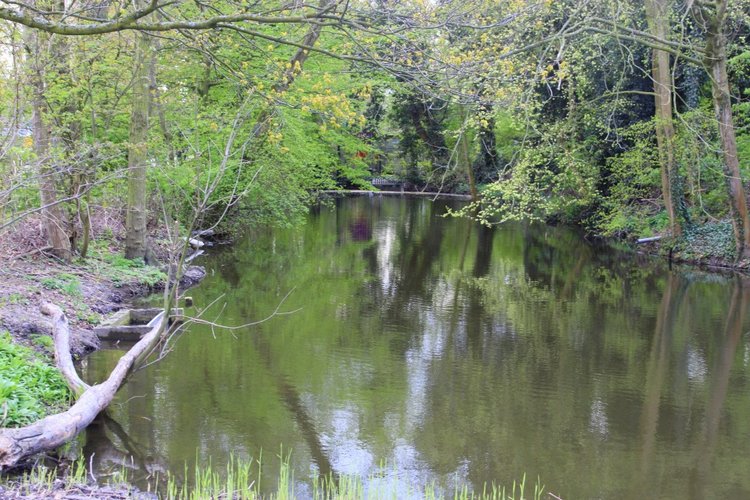 Цветущая Сакура. Прогулка по парку с Алисой. Весенние зарисовки