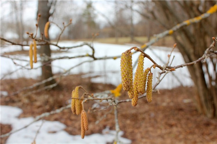 Джиджи в Берново. BJD Gigi от Meadow Dolls