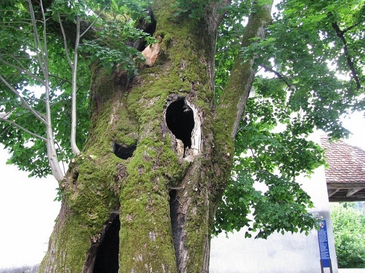 Незабываемая экскурсия по Словении: Постойная Яма и Предъямский замок