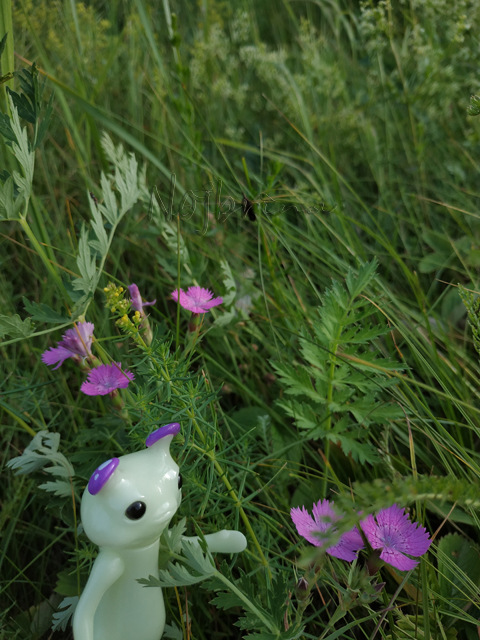 Wonderfrog. Красота в простоте