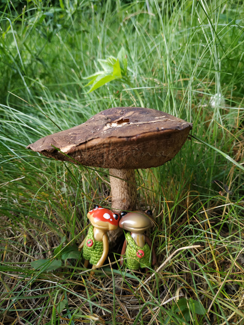 Wonderfrog. Красота в простоте