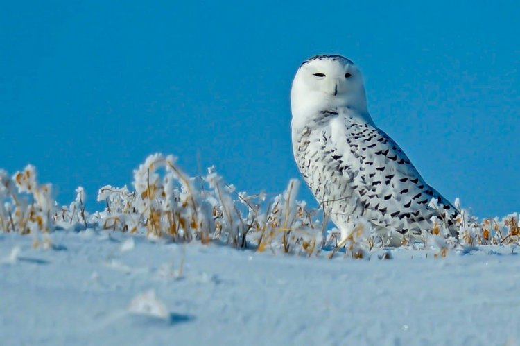 Любительские и профессиональные фотографии Сов (выпуск 2)