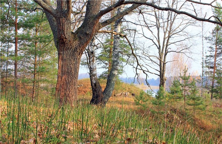 Гришутка — Винтажные куклы ГДР (Немки): Бигги