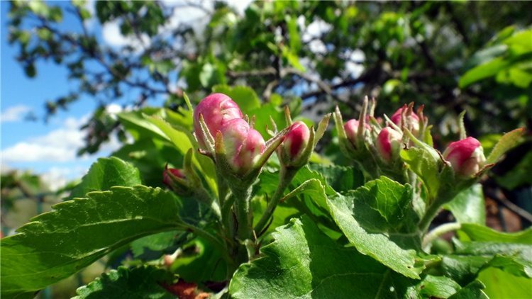 Просто Весна — Красивая природа и цветы: фото пейзажей