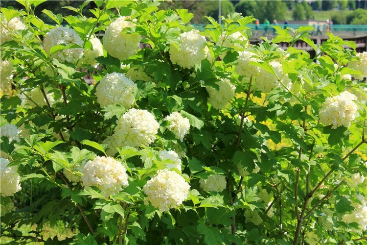 "Троицкие гуляния" в Василёво, 2019 год. Архитектурно-этнографический музей под открытым небом Василёво