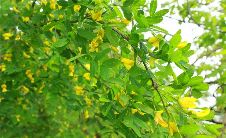 Солнечное поле. Twinkles Ella Chocolate