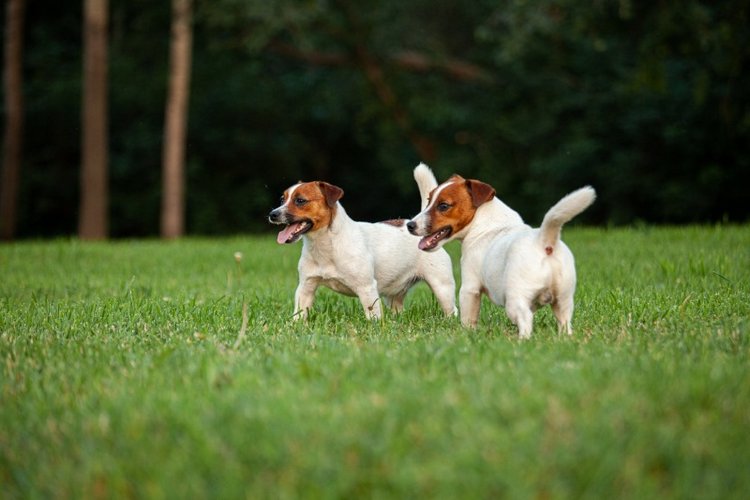 В гостях у STEPHA dolls! Biggers, Миниамигес, Вестида де Азул