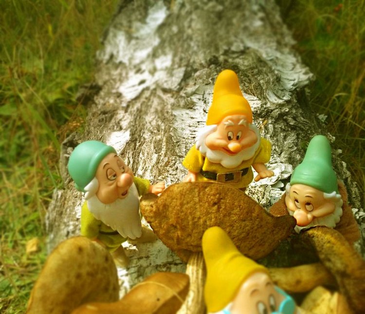 Осеннею порой под старою сосной... Принц, Белоснежка и гномы... встречаются