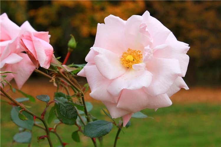 Золотая Осень в Берново с Имани. Mini Imani от Kaye Wiggs