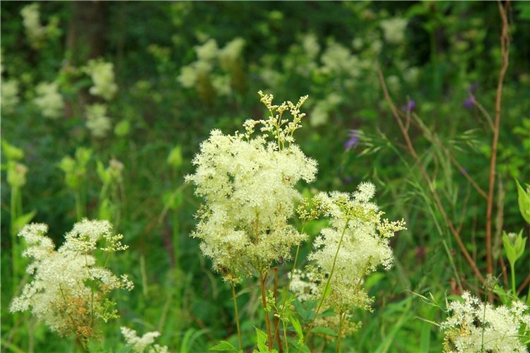 Путешествие Виолы в Усадьбу Знаменское-Раёк