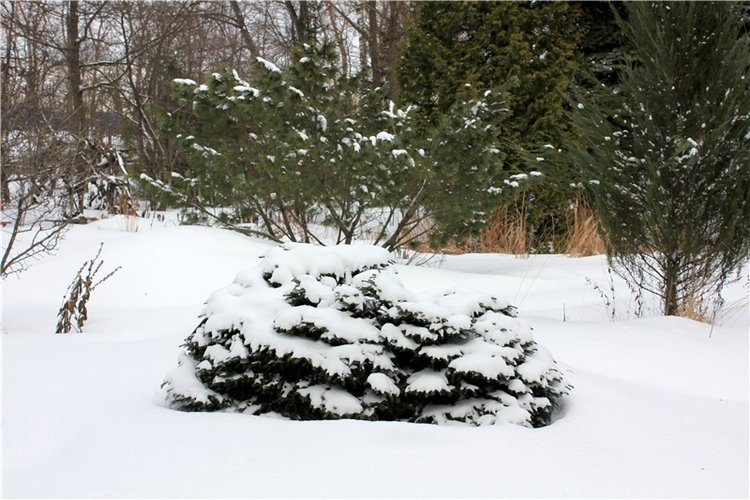 Тверской Ботанический Сад, заключительная часть