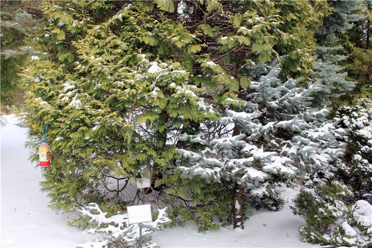 Тверской Ботанический Сад, заключительная часть