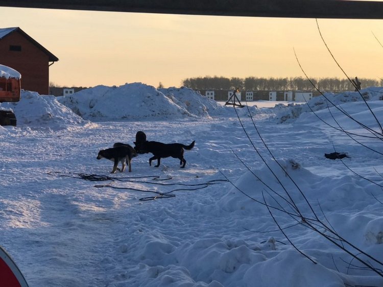 Нужна помощь собакам — Болталка и разговоры обо всем: жизнь