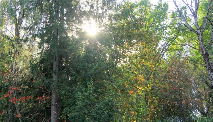 Нийя. Воспоминание об осени, Чукавино, Эко-Лэнд