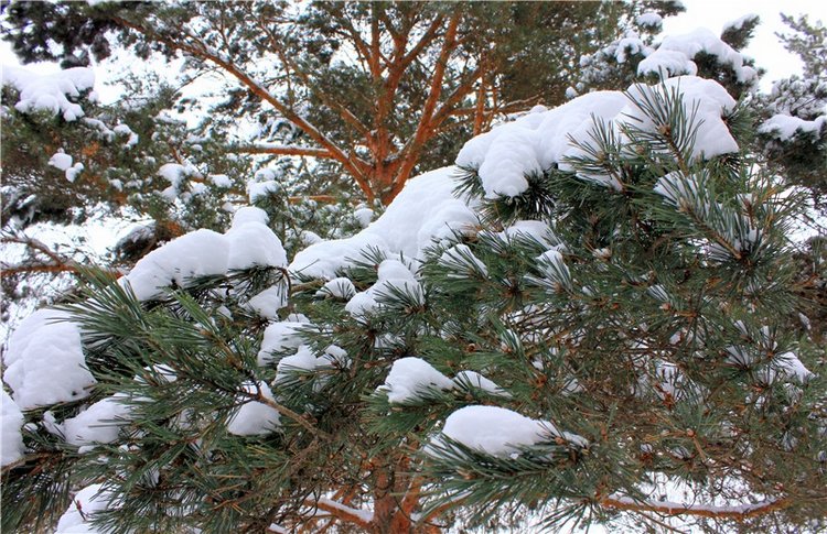 Рождественские гуляния, часть вторая. Zwergnase Mischa